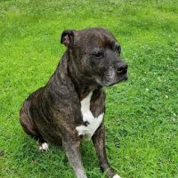 Homeward Bound Veterinary Services ico
