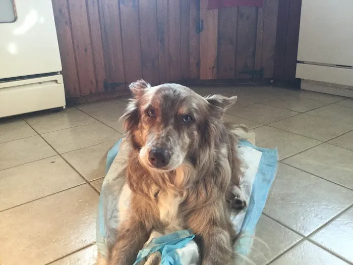 Homeward Bound Veterinary Services 2