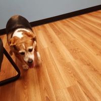 Diamond Hill Animal Clinic: Sheldon Heather DVM ico