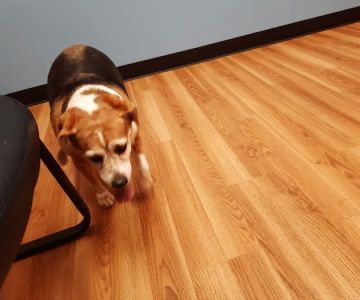 Diamond Hill Animal Clinic: Sheldon Heather DVM