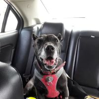 Diamond Hill Animal Clinic ico