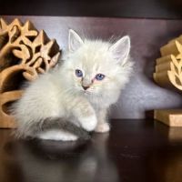 Rarity Ragdolls ico