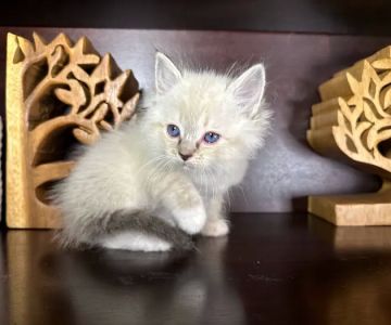 Rarity Ragdolls