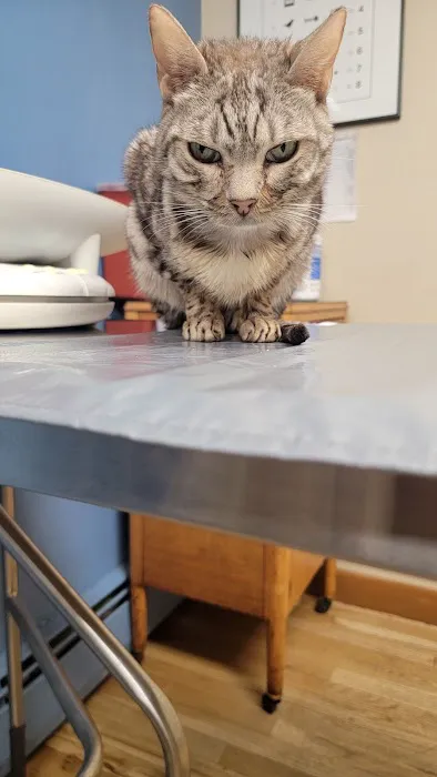 MASH Main St Animal Services 1