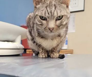 MASH Main St Animal Services