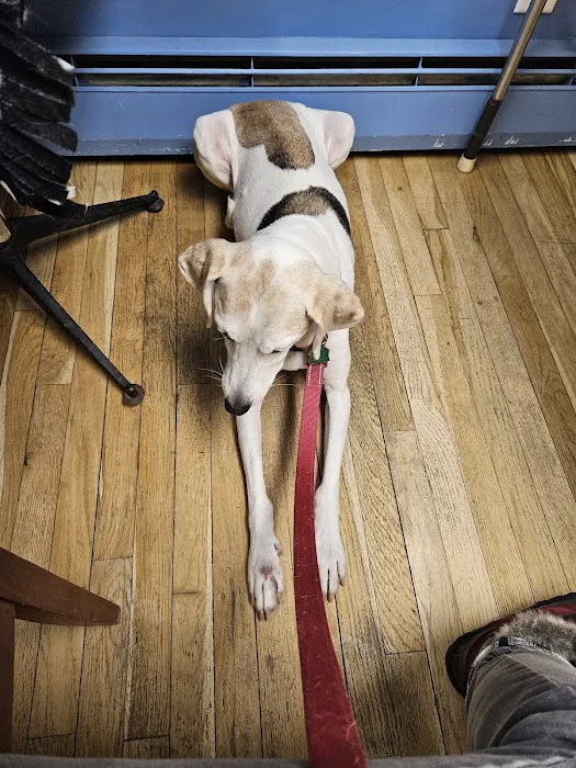 MASH Main St Animal Services 6