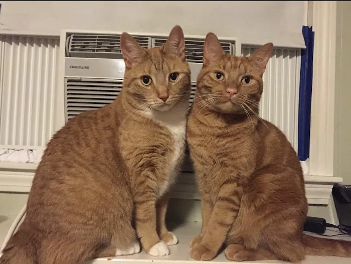 Medway Animal Hospital 7