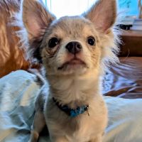 Medway Animal Hospital ico