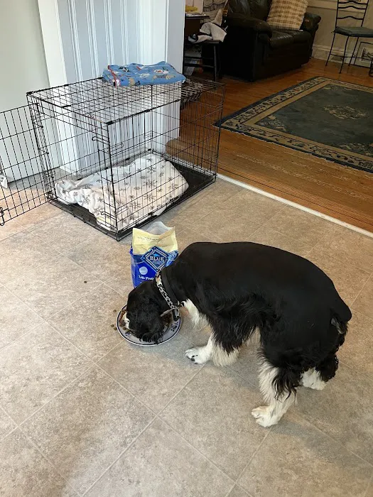 Newport Animal Hospital 1