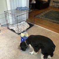 Newport Animal Hospital ico