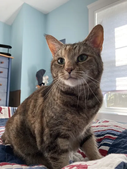 Pets At Peace Vet Care:In-home Euthanasia 1