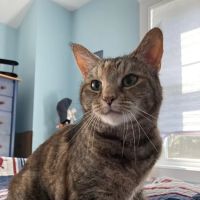 Pets At Peace Vet Care:In-home Euthanasia ico