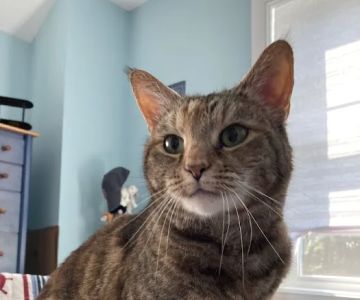 Pets At Peace Vet Care:In-home Euthanasia