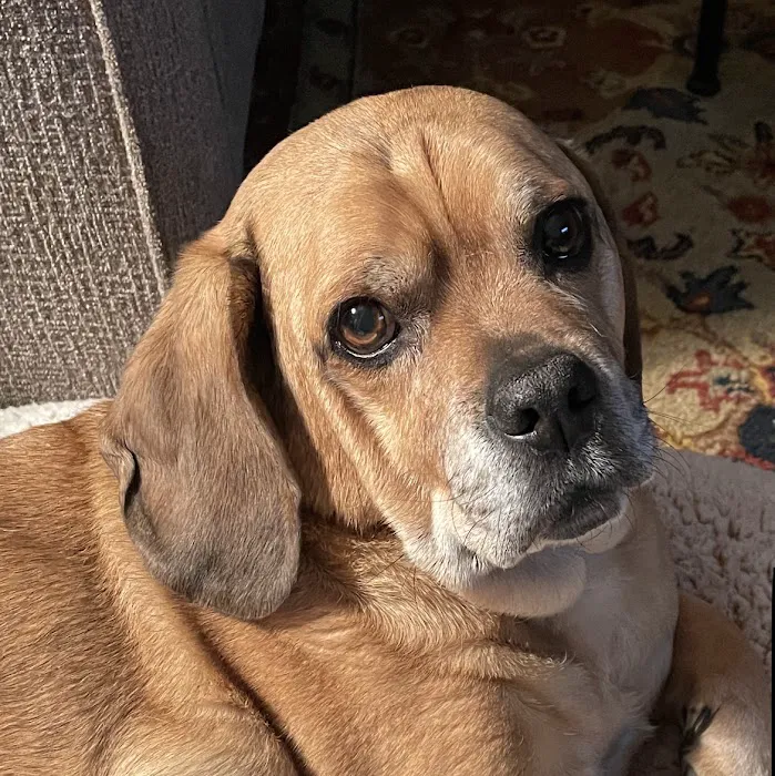 Pets At Peace Vet Care:In-home Euthanasia 3