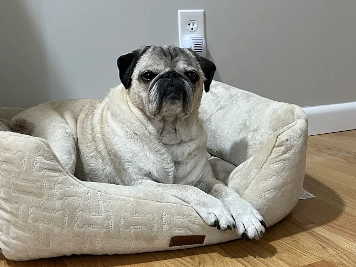 Pets At Peace Vet Care:In-home Euthanasia 5
