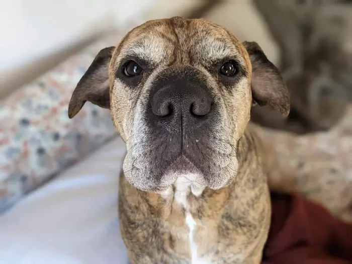 Pets At Peace Vet Care:In-home Euthanasia 2