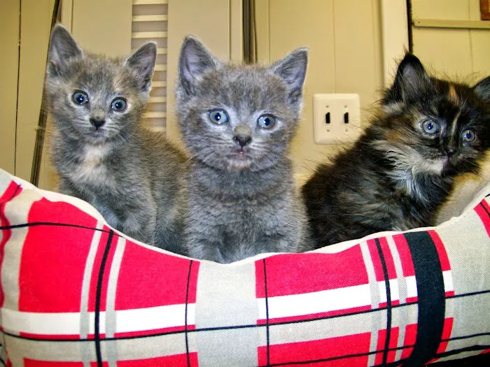 Riverside Animal Hospital 7
