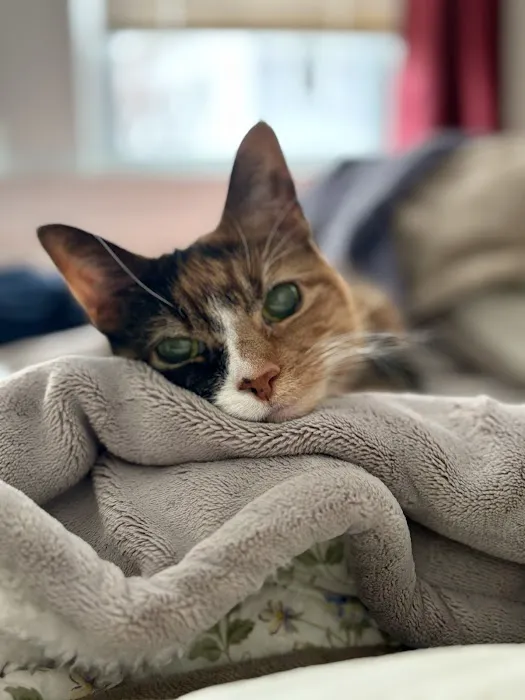 Providence River Animal Hospital 7