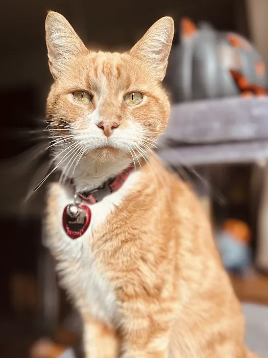 Providence River Animal Hospital 5