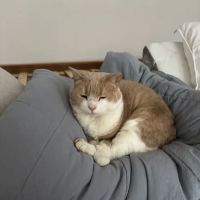 Providence River Animal Hospital ico