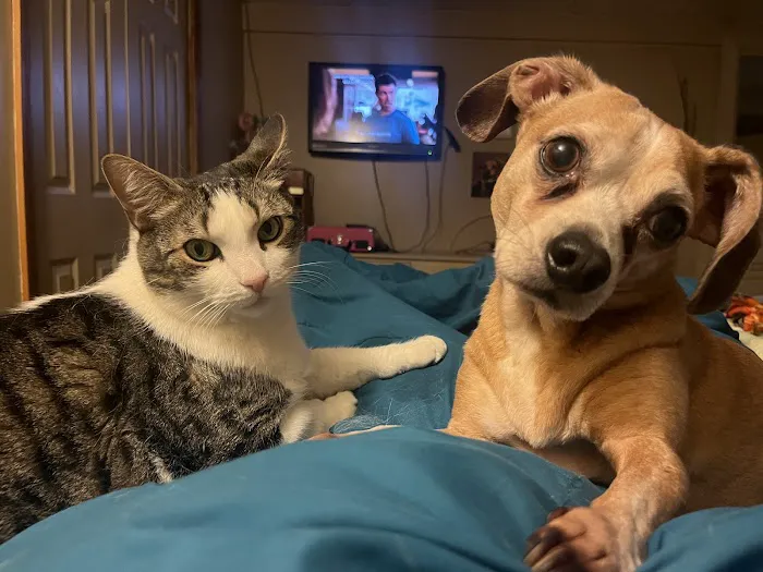 Armory Animal Hospital 5