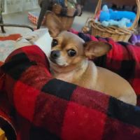 Armory Animal Hospital ico