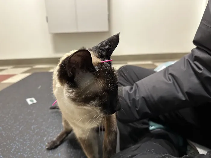 Healing Paws Veterinary Rehabilitation 6