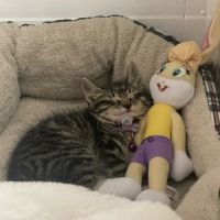 Healing Paws Veterinary Rehabilitation ico