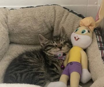 Healing Paws Veterinary Rehabilitation