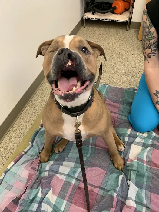 Healing Paws Veterinary Rehabilitation 5