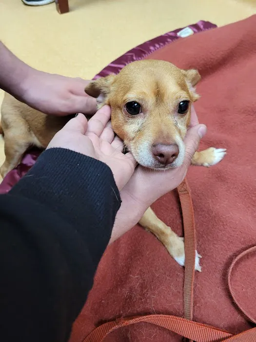 VCA Povar Animal Hospital 7