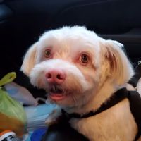 VCA Povar Animal Hospital ico