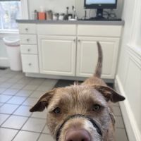 Eastside Veterinary Clinic ico