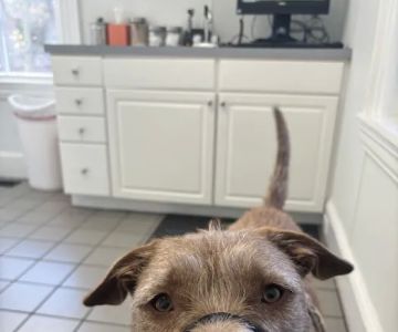 Eastside Veterinary Clinic