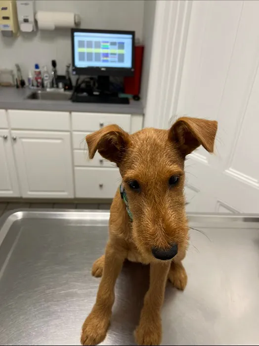Eastside Veterinary Clinic 7