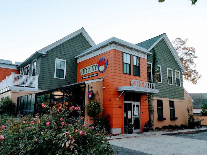 City Kitty Veterinary Care for Cats 3