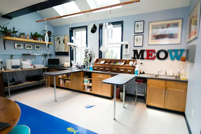 City Kitty Veterinary Care for Cats 4