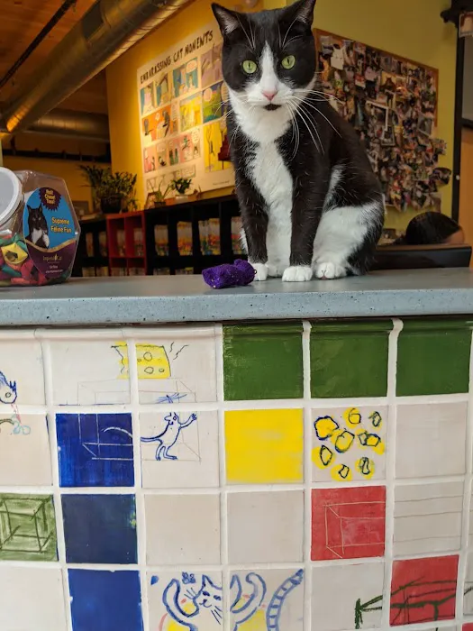 City Kitty Veterinary Care for Cats 5