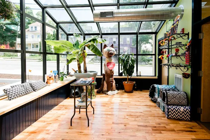 City Kitty Veterinary Care for Cats 9