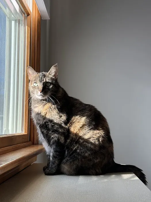 City Kitty Veterinary Care for Cats 1