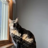 City Kitty Veterinary Care for Cats ico
