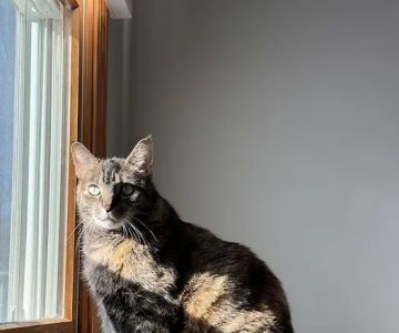 City Kitty Veterinary Care for Cats