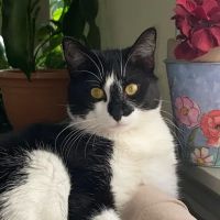 Vetco Total Care Animal Hospital ico