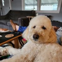 Veterinary Urgent Care Center - East Providence ico