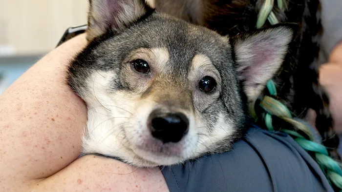 Veterinary Urgent Care Center - East Providence 10