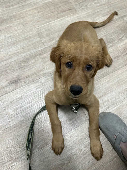 Veterinary Urgent Care Center - East Providence 5