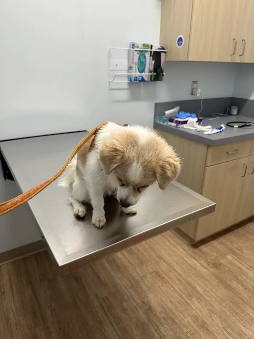 Veterinary Urgent Care Center - East Providence 4