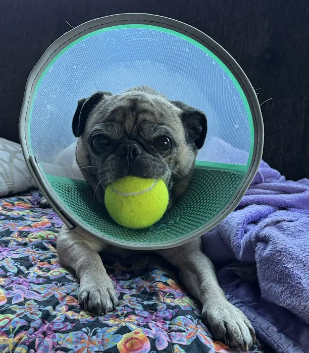 Veterinary Urgent Care Center - East Providence 8