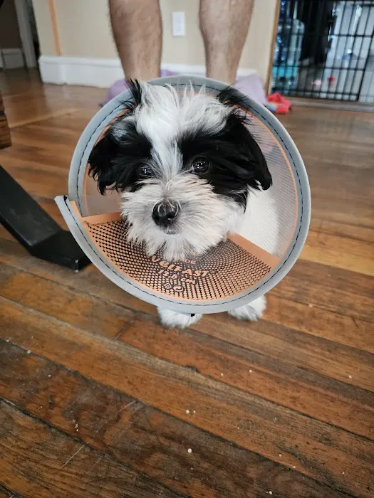 Veterinary Urgent Care Center - East Providence 6