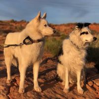 Bond Creek Alternative Veterinary Care ico